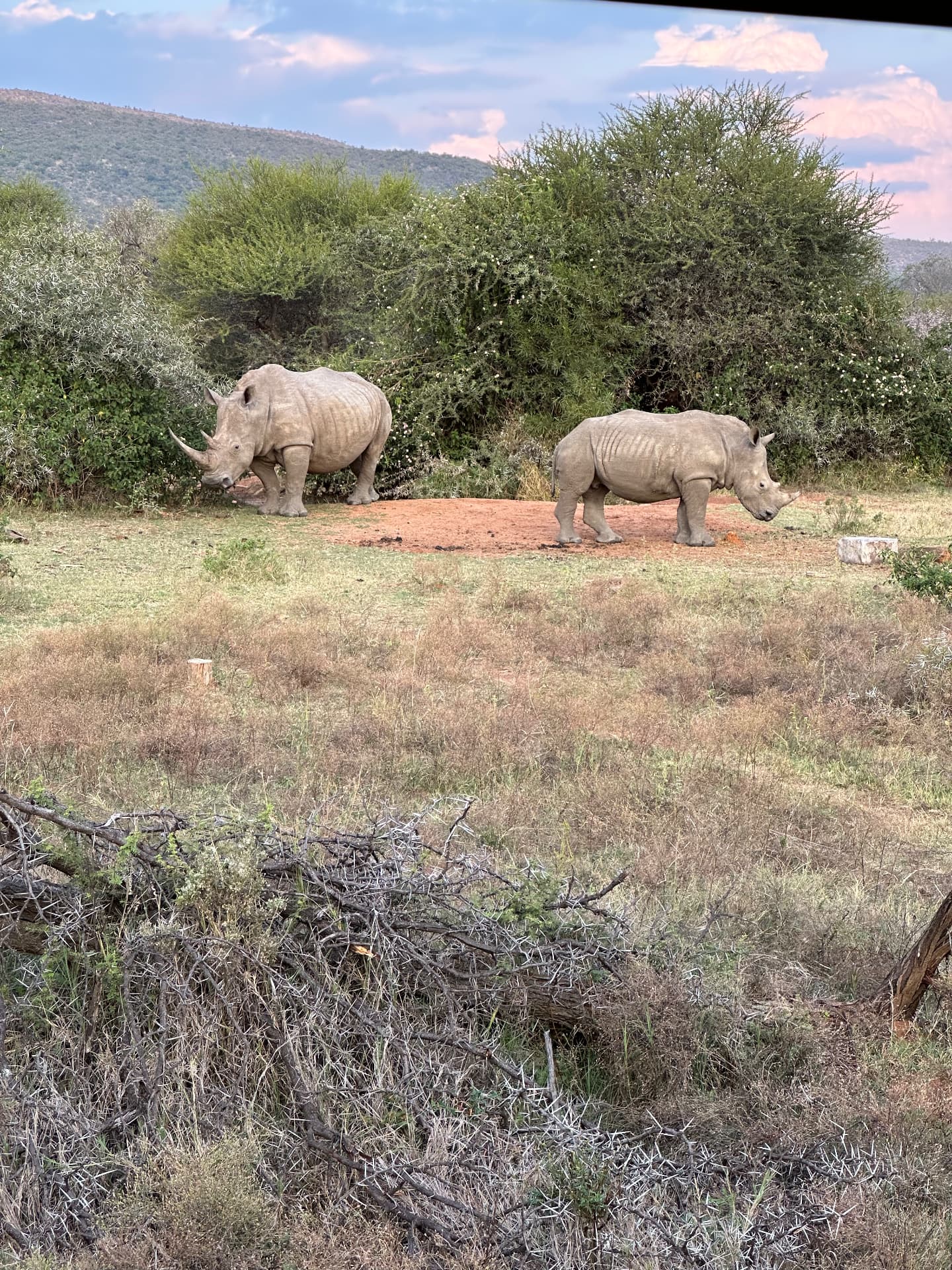 Two white rhino in front of the Waterberg hills in Mabalingwe Nature Reserve