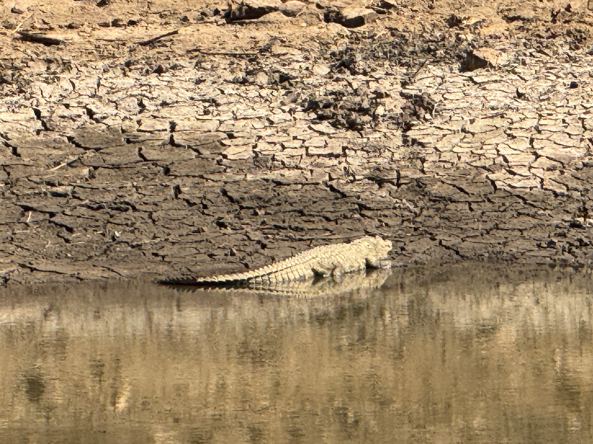 Crocodile basking on the cracked mud bank of a dam in Mabalingwe Nature Reserve