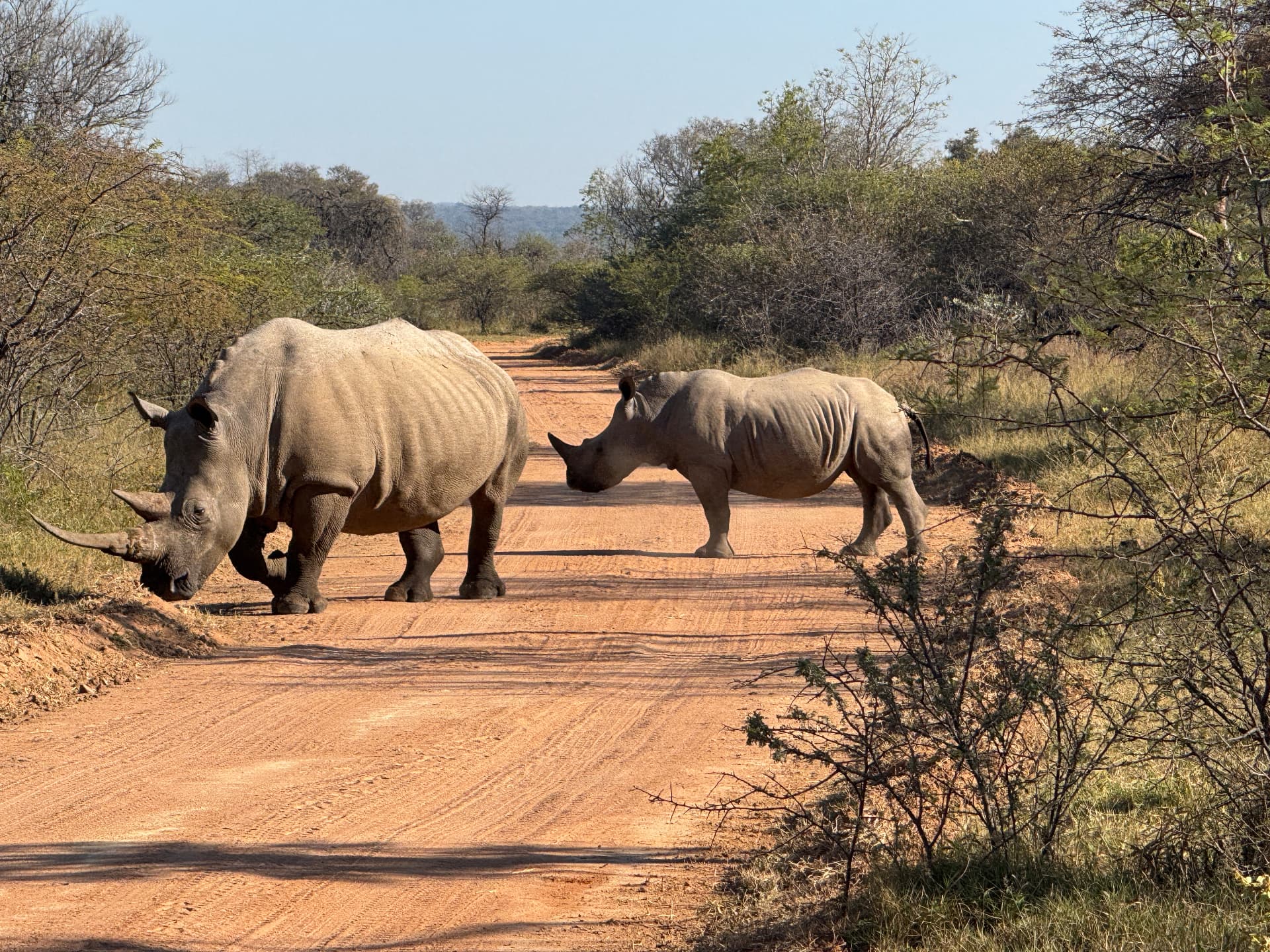 Two white rhino crossing a red sand road in Mabalingwe Nature Reserve