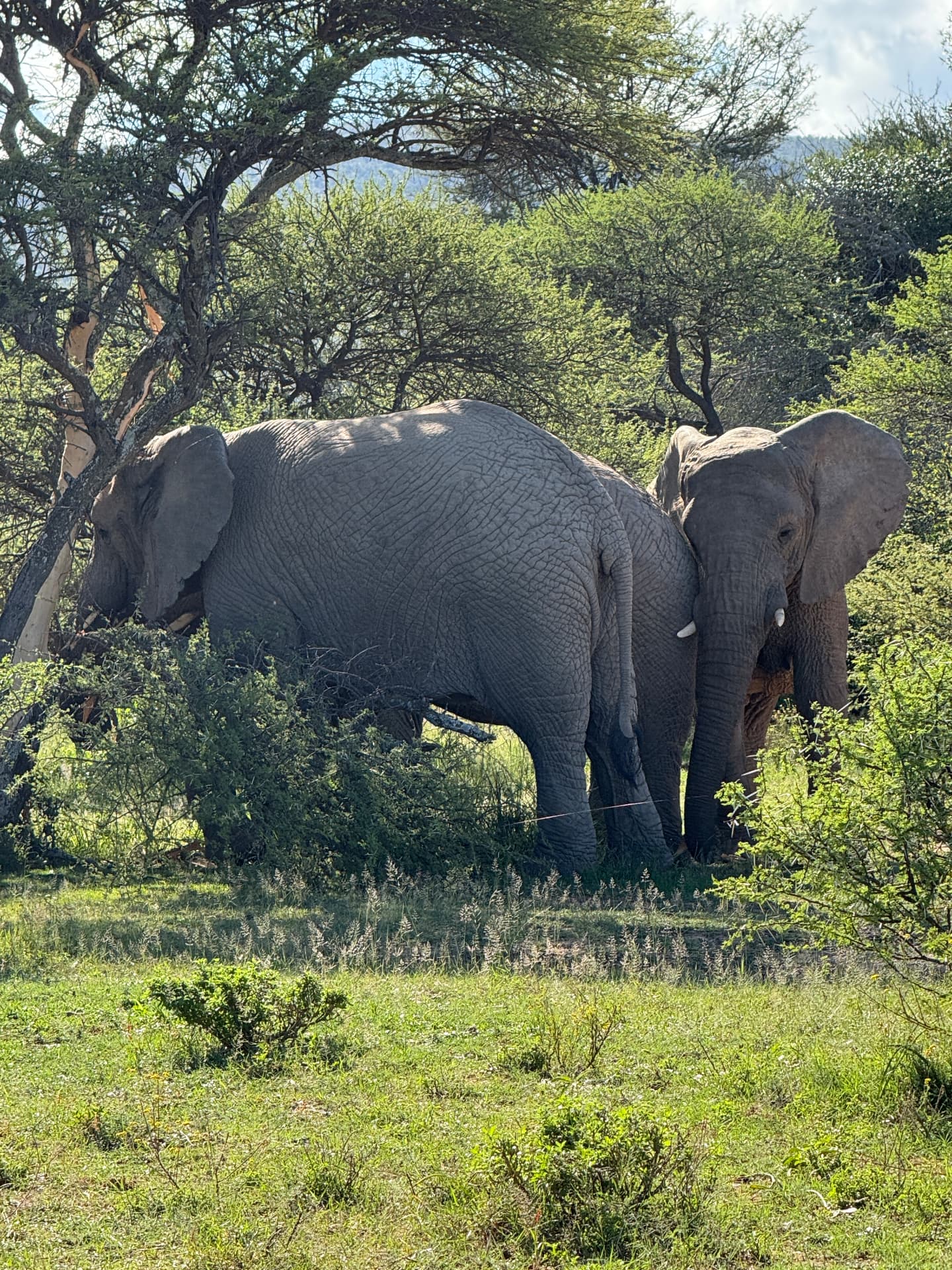 Two elephants feeding among thorn trees in Mabalingwe Nature Reserve