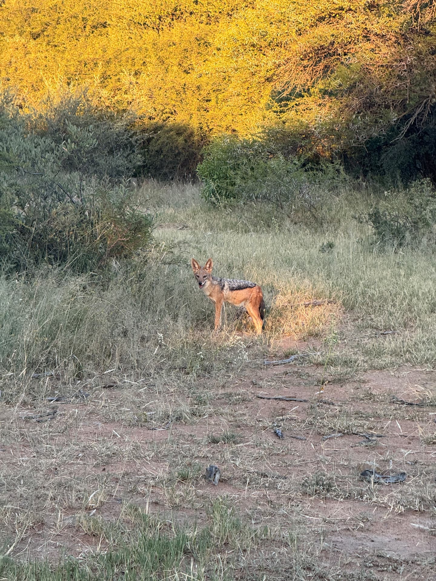 Black-backed jackal on a bush track in early morning light in Mabalingwe Nature Reserve