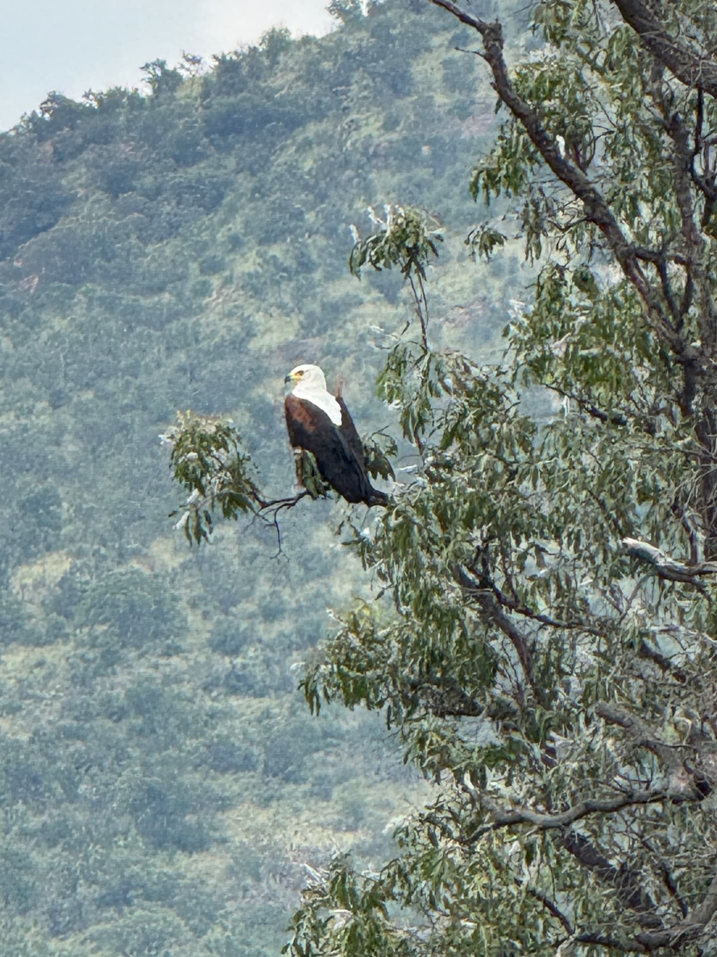 African fish eagle perched in a tree above the valley in Mabalingwe Nature Reserve