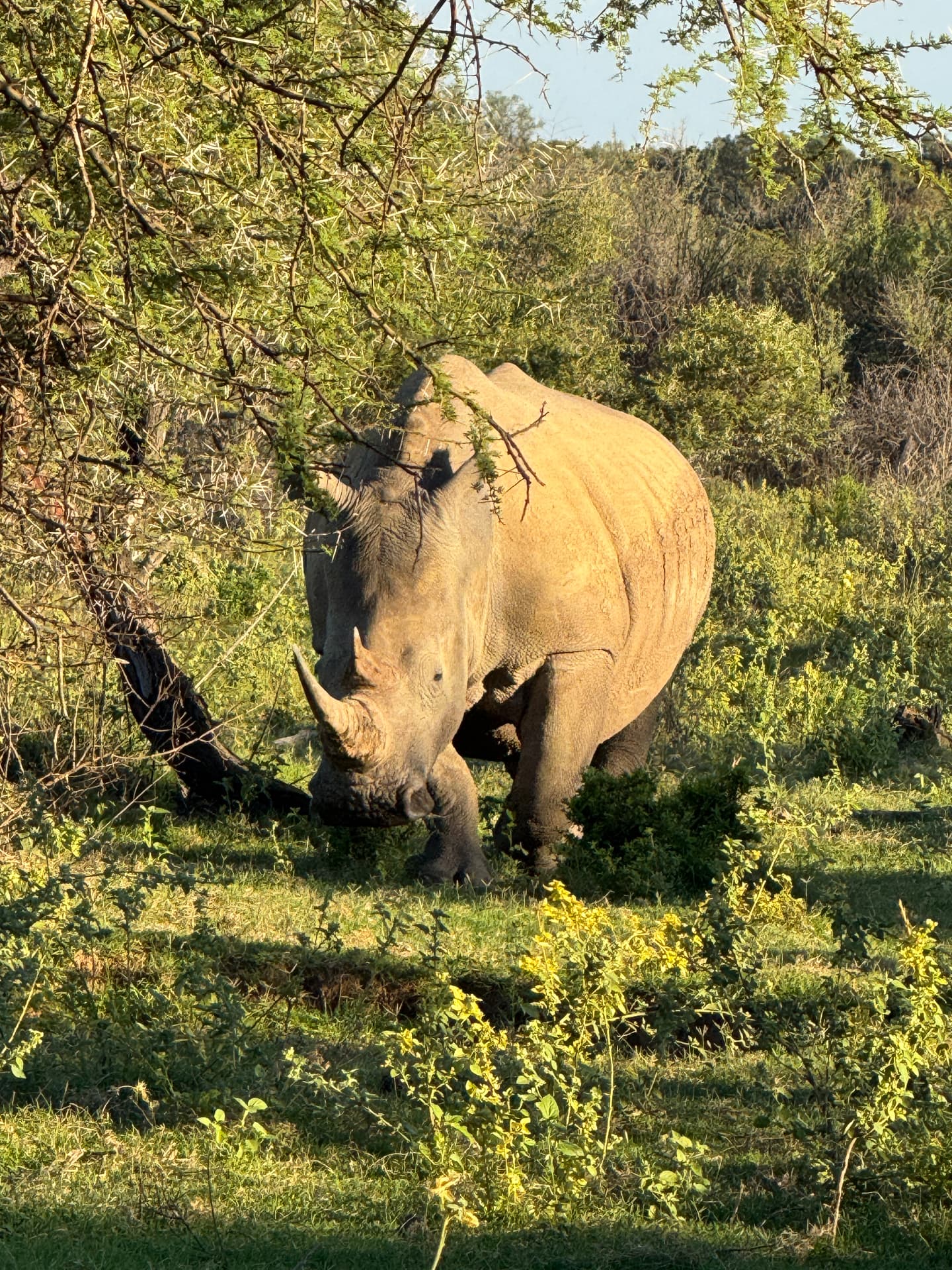 White rhino grazing in green bush in the early evening in Mabalingwe Nature Reserve