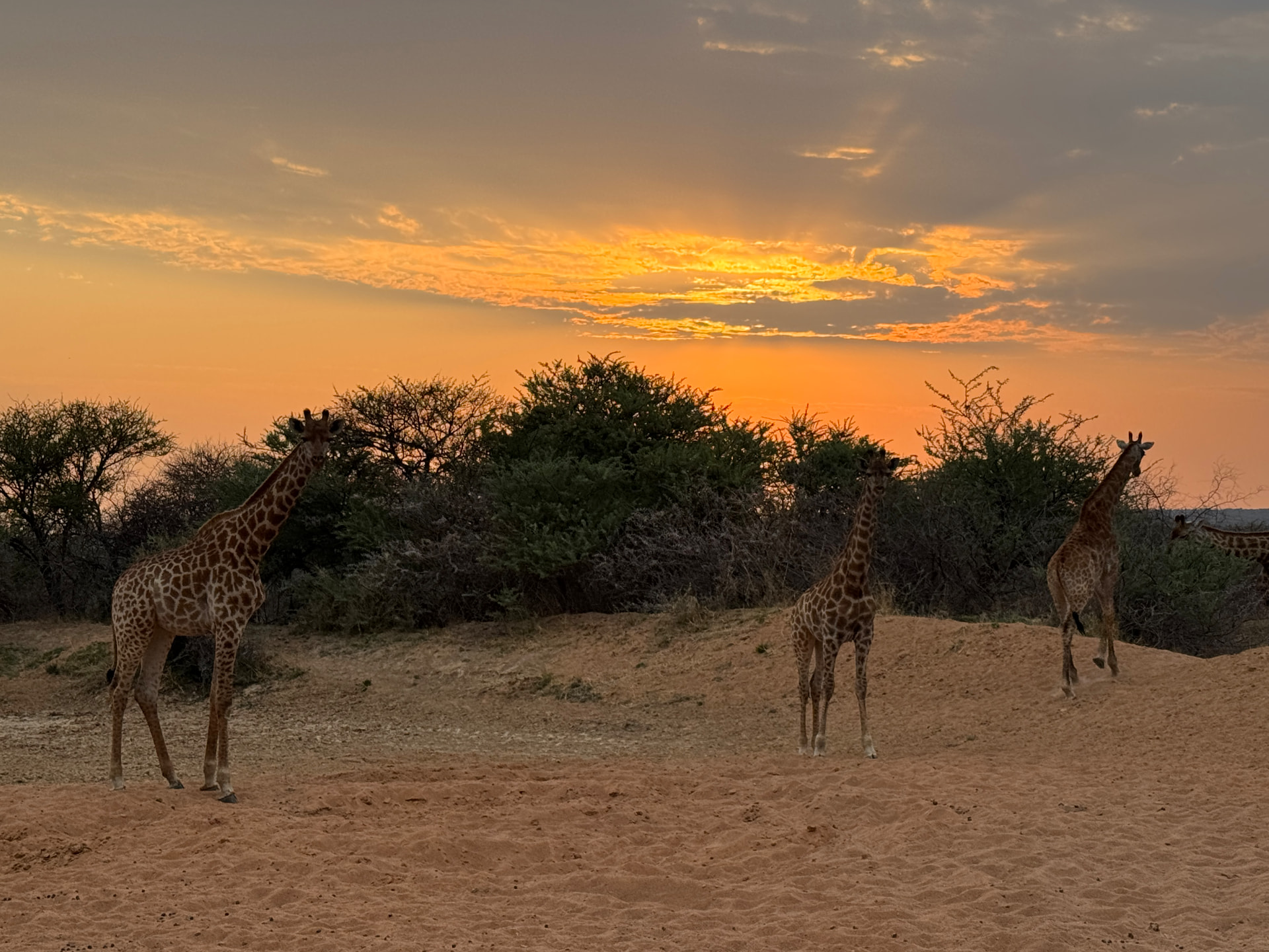 Three giraffe on red sand against an orange sunset in Mabalingwe Nature Reserve