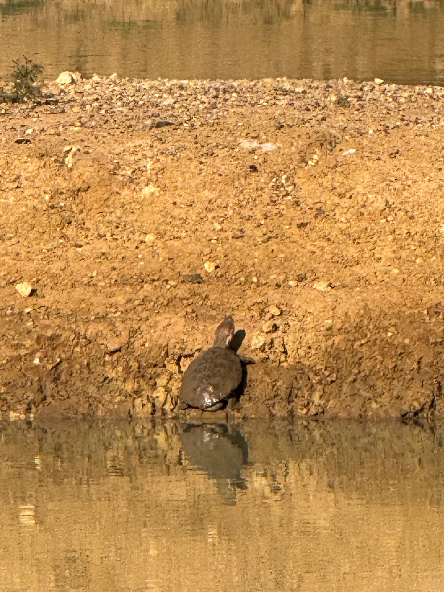 Terrapin basking on the mud bank of a dam in golden light in Mabalingwe Nature Reserve