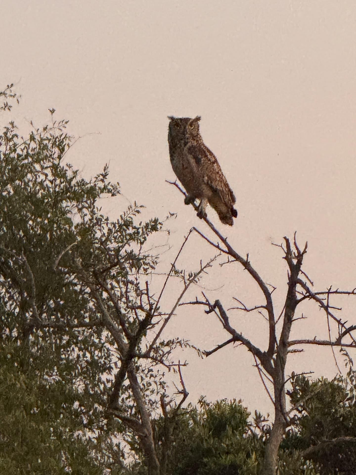 Spotted eagle-owl perched on a bare branch at dawn in Mabalingwe Nature Reserve